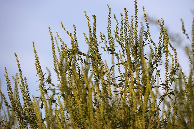 ragweed blooms about the same time we begin annual aerating and reseeding