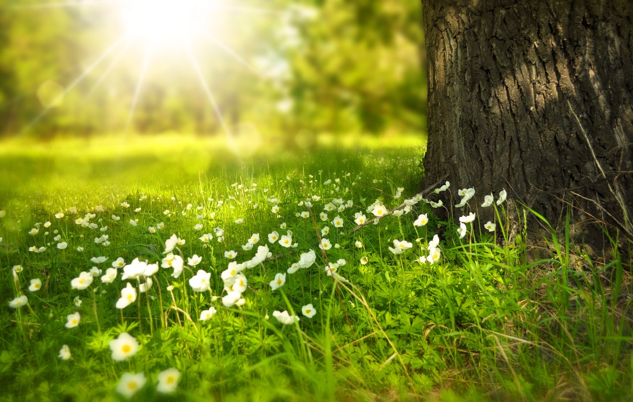 grass and flowers
