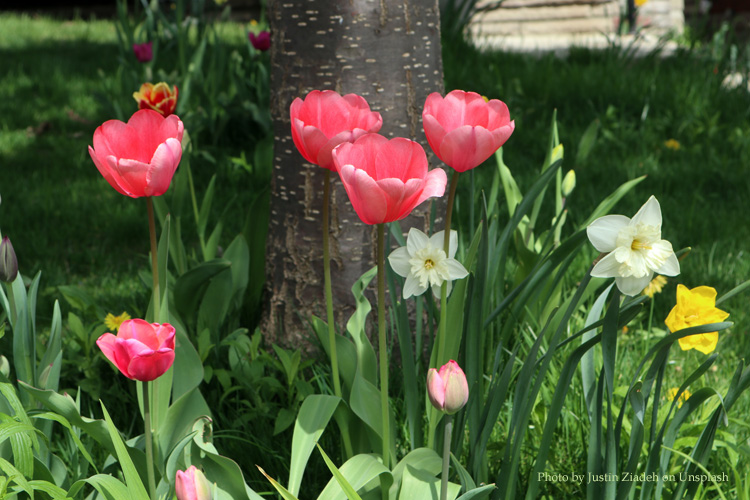 planting bulbs in fall leads to spring flowers